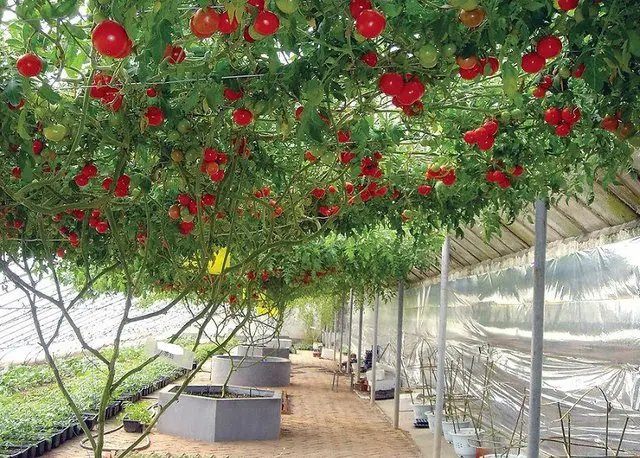 Tomatoes Octopus F1: how to grow in the open field and greenhouse