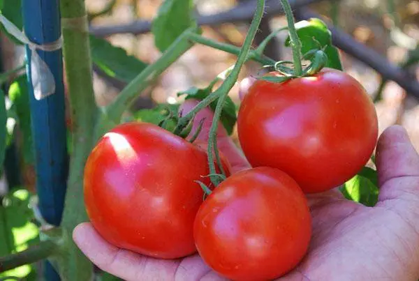 Tomatoes of determinant varieties for open ground