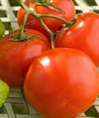 Tomatoes of determinant varieties for open ground