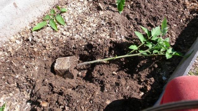 Tomatoes of determinant varieties for open ground