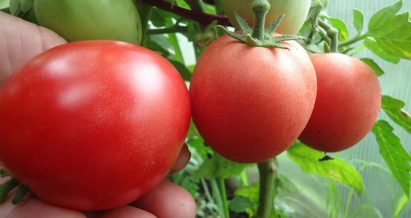 Tomatoes of determinant varieties for open ground