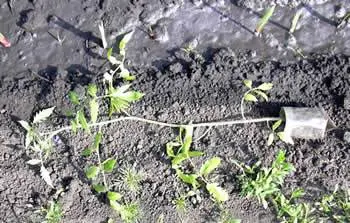 Tomatoes of determinant varieties for open ground