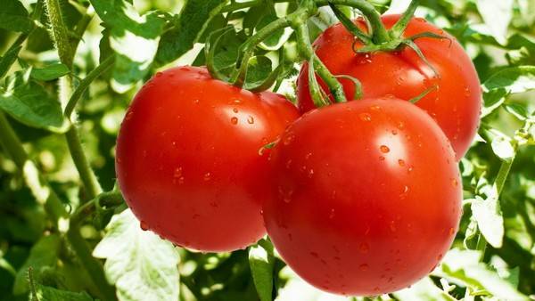 Tomatoes of Siberian selection for greenhouses