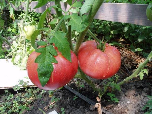 Tomatoes of Siberian selection for greenhouses