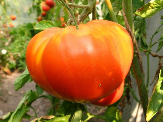 Tomatoes of Siberian selection for greenhouses