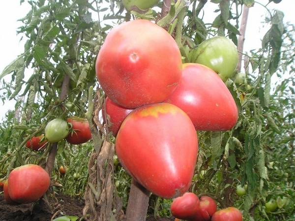 Tomatoes of Siberian selection for greenhouses