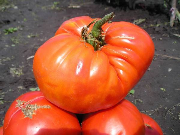 Tomatoes of Siberian selection for greenhouses