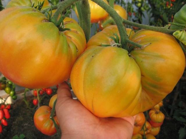 Tomatoes of Siberian selection for greenhouses