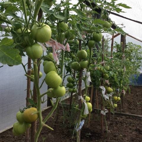 Tomatoes of Siberian selection for greenhouses