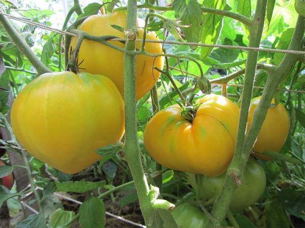 Tomatoes of Siberian selection for greenhouses