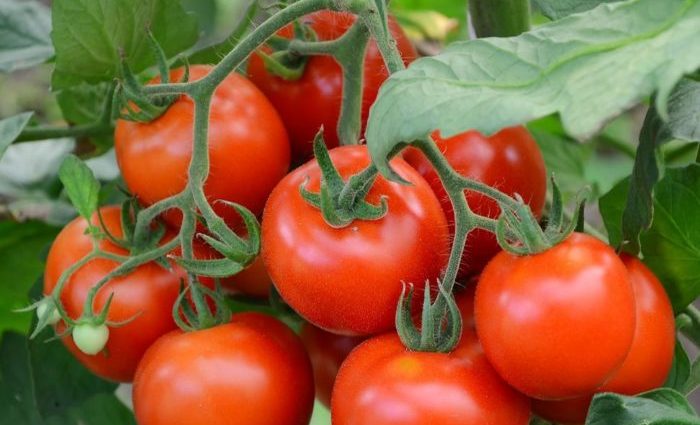 Tomatoes of Siberian selection for greenhouses