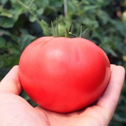 Tomatoes of Siberian selection for greenhouses