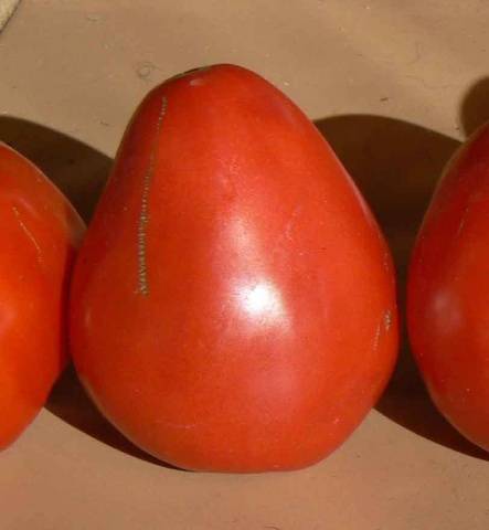 Tomatoes of Siberian selection for greenhouses