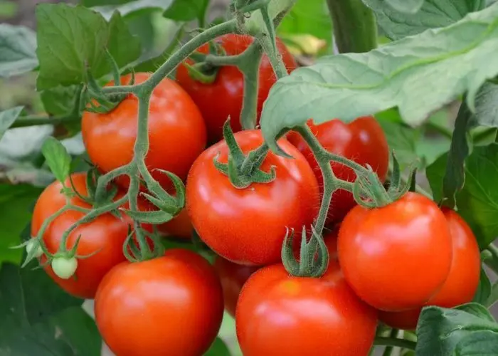 Tomatoes of Siberian selection for greenhouses