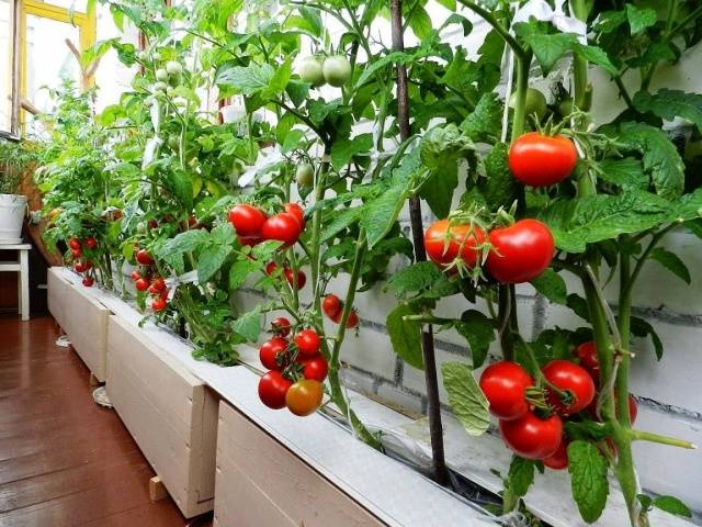 Tomatoes on the balcony growing step by step + video 