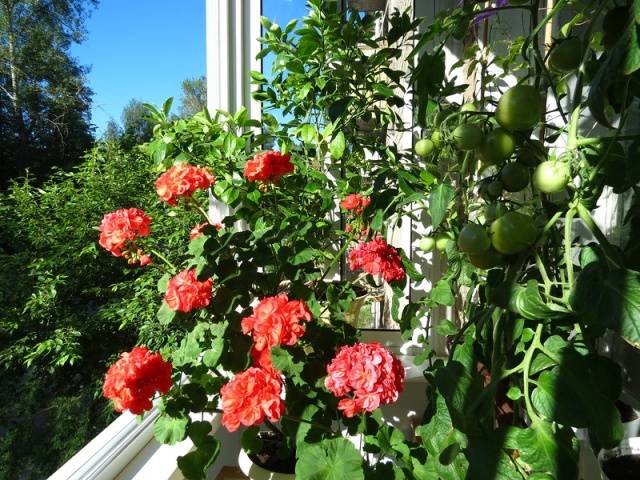 Tomatoes On The Balcony Growing Step By Step Video Healthy Food Near Me 