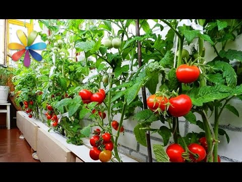 Tomatoes on the balcony growing step by step + video 