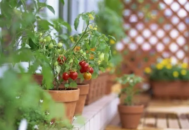 Tomatoes on the balcony growing step by step + video 