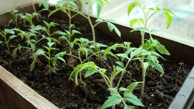 Tomatoes on the balcony growing step by step + video 