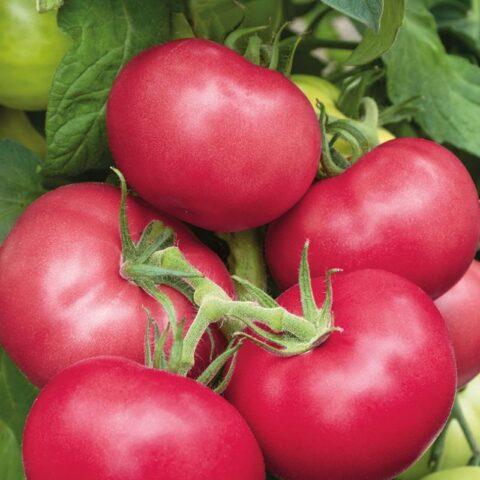 Tomatoes Pink Garant F1: variety description, photos, reviews