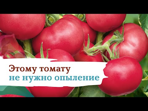 Tomatoes Pink Garant F1: variety description, photos, reviews