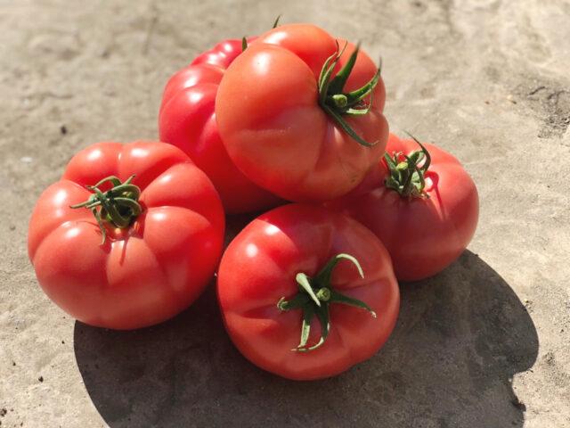 Tomatoes Pink Hit F1: description and reviews