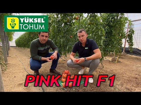 Tomatoes Pink Hit F1: description and reviews