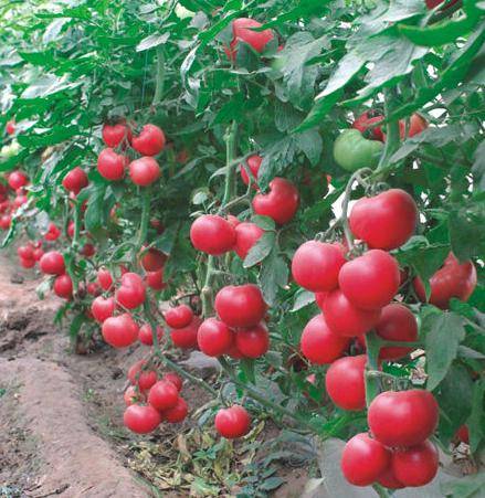 Tomatoes Raspberry chime