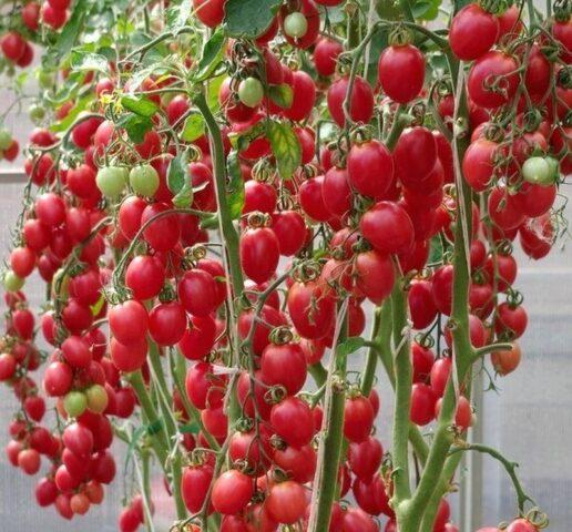 Tomatoes Raspberry Flame: photo, variety description, reviews