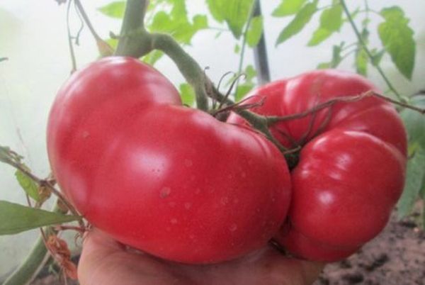 Tomatoes Raspberry Miracle: reviews of gardeners, characteristics and description of the variety