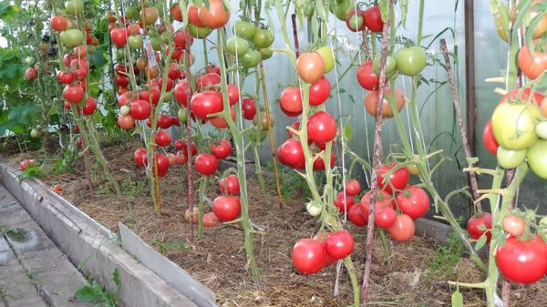 Tomatoes Raspberry Miracle: reviews of gardeners, characteristics and description of the variety