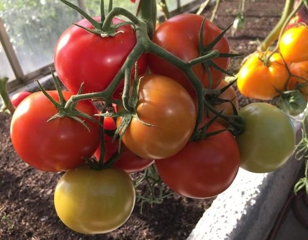 Tomatoes Raspberry Miracle: reviews of gardeners, characteristics and description of the variety