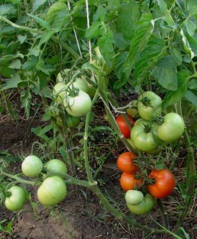 Tomatoes Red Guard: photo and description