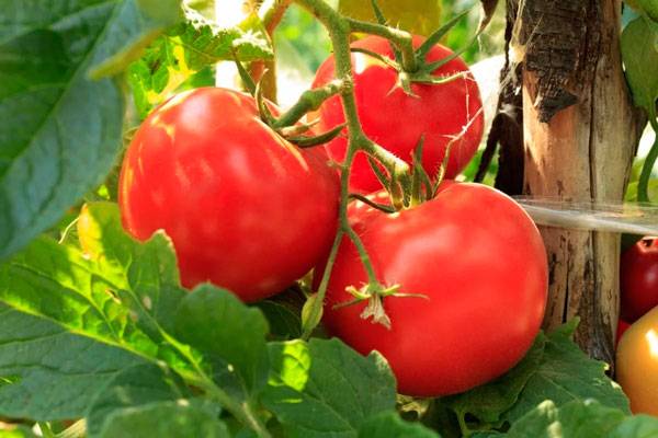 Tomatoes Red Guard: photo and description