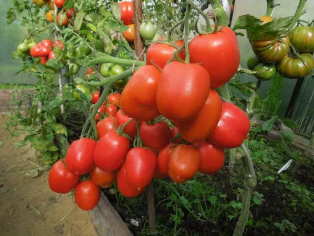 Tomatoes Room surprise: variety description, photos, reviews, growing at home