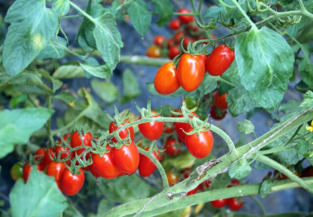 Tomatoes Room surprise: variety description, photos, reviews, growing at home