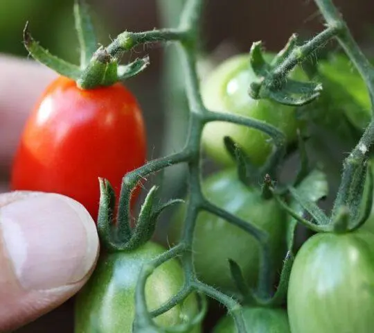 Tomatoes Room surprise: variety description, photos, reviews, growing at home