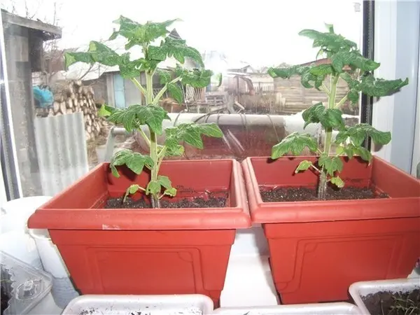 Tomatoes Room surprise: variety description, photos, reviews, growing at home