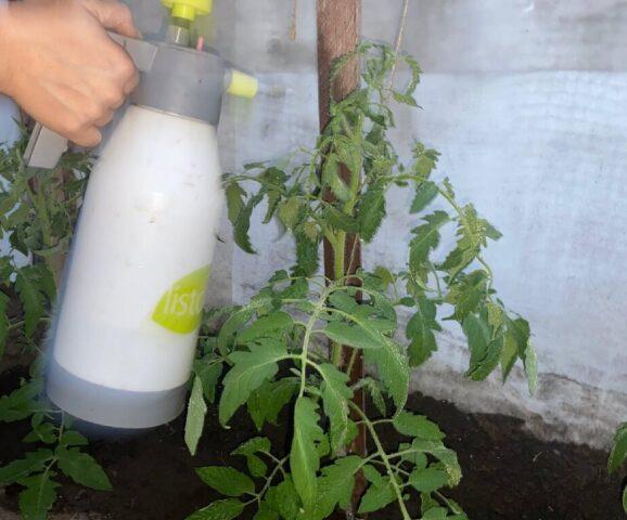 Tomatoes Room surprise: variety description, photos, reviews, growing at home