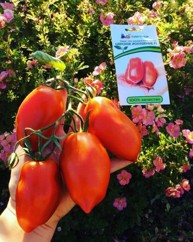 Tomatoes Royal temptation: characteristics and description of the variety