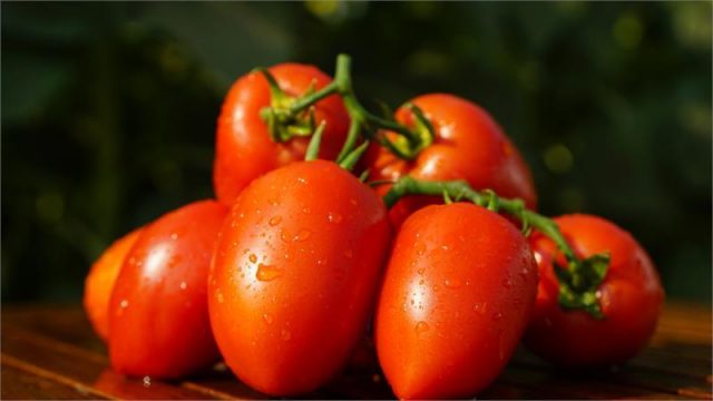 Tomatoes Royal temptation: characteristics and description of the variety