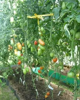 Tomatoes Royal temptation: characteristics and description of the variety