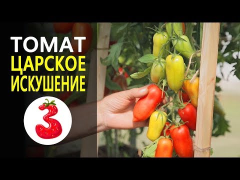 Tomatoes Royal temptation: characteristics and description of the variety