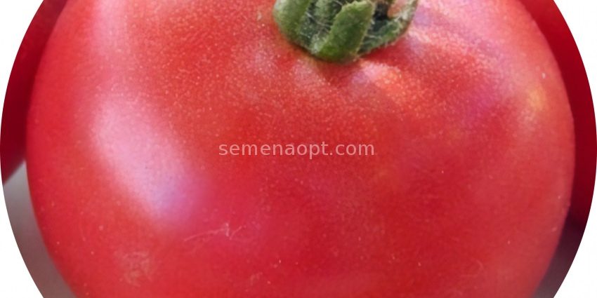 Tomatoes Royal temptation: characteristics and description of the variety