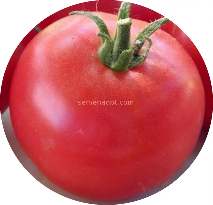 Tomatoes Royal temptation: characteristics and description of the variety