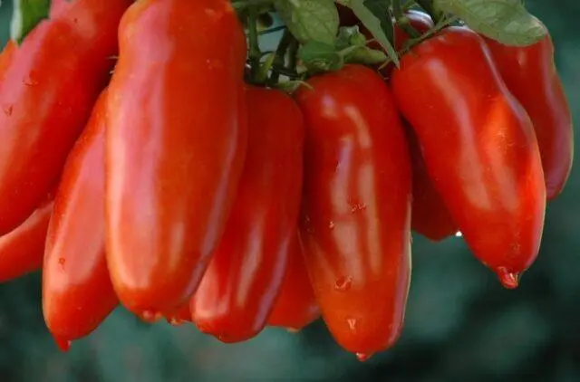 Tomatoes San Marzano (San Marzano): variety description, photo, reviews