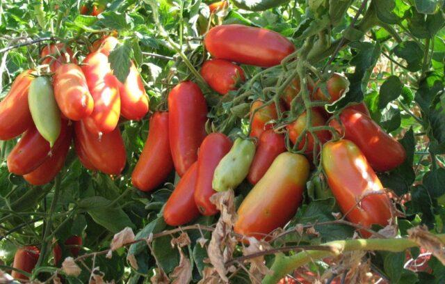 Tomatoes San Marzano (San Marzano): variety description, photo, reviews