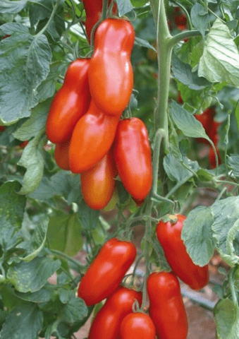 Tomatoes San Marzano (San Marzano): variety description, photo, reviews