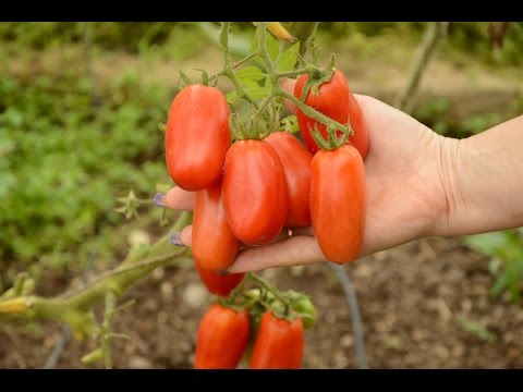 Tomatoes San Marzano (San Marzano): variety description, photo, reviews