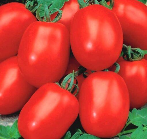 Tomatoes Siberian dwarf: characteristics and description of the variety, photos, reviews